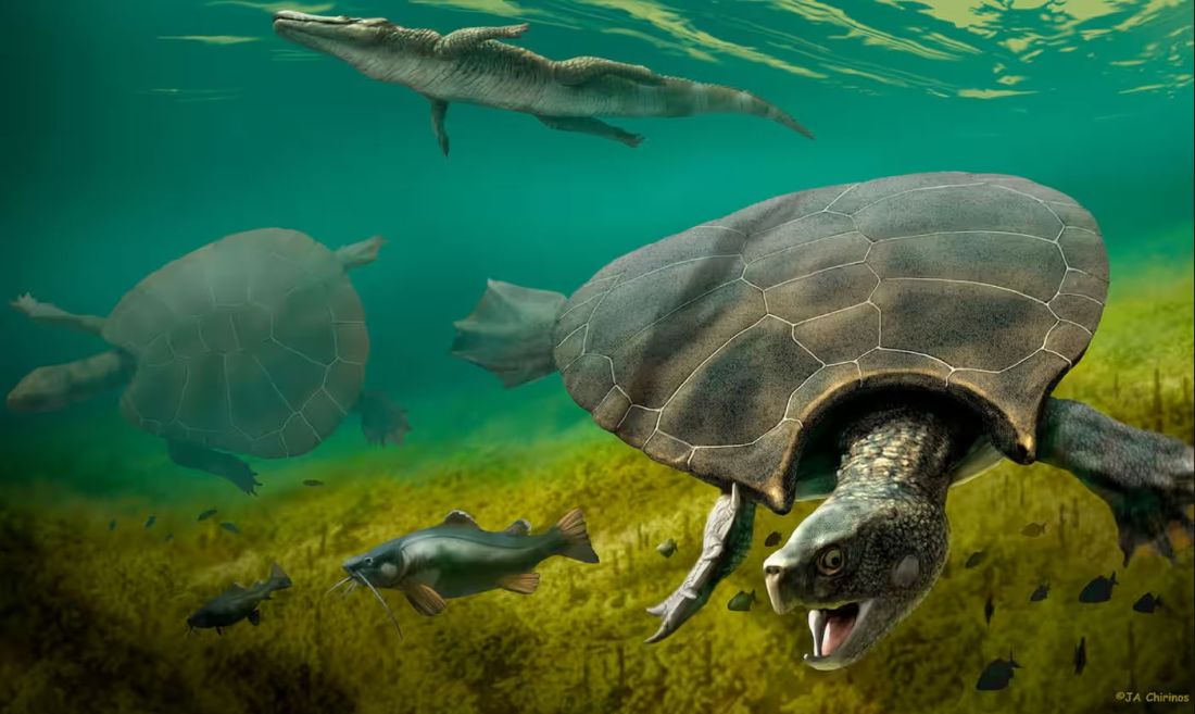 Největší sladkovodní želva na světě Stupendemys geographica